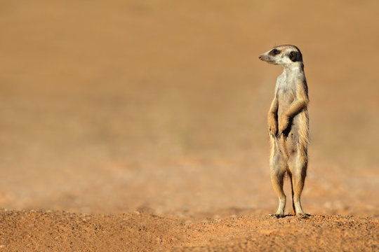 Meerkat on guard, Kalahari desert