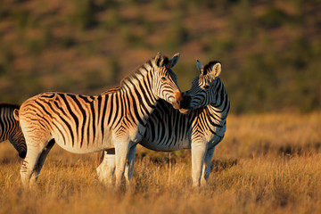 Fototapeta na wymiar Plains Zebras in early morning light