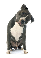 american staffordshire terrier