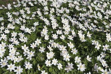 Wild wood anemone in Duivenvoorde in Voorschoten, Netherlands.