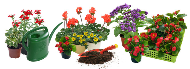 Seasonal flowers composition © 7monarda