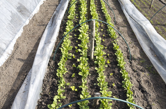 Rows of radishes and lettuce in a breeding tunnel in the organic