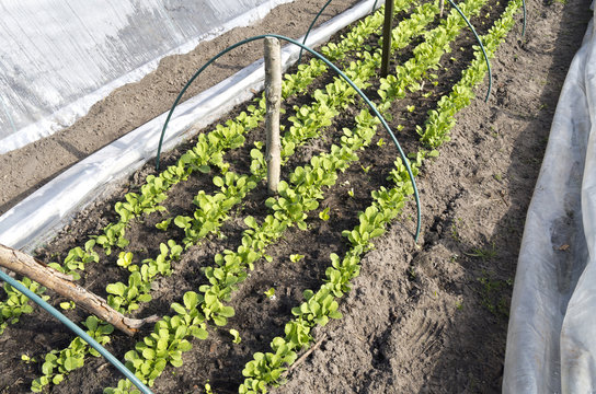 Rows of radishes and lettuce in a breeding tunnel in the organic