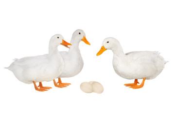 duck