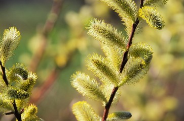 Weidenkätzchen - catkin 57