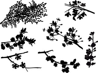 seven spring tree blossom branches on white