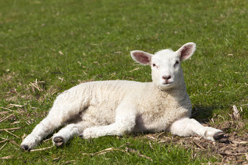 Cute lamb lying on meadow
