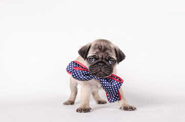 Puppy with a bow tie