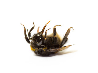 Dead bumblebee