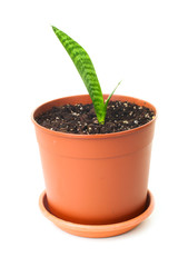 Young leaves of sansevieria