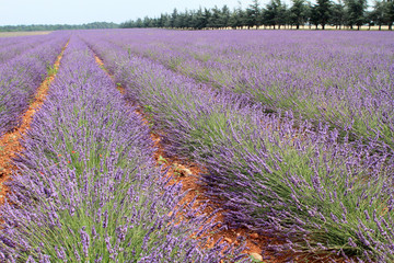 valensole provenza francia campi di lavanda fiorita