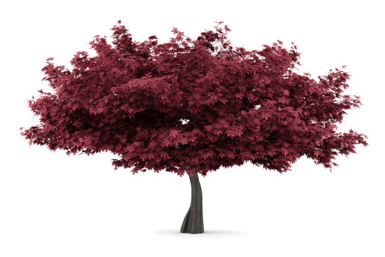 Fototapeta red maple tree isolated on white background
