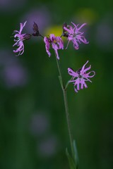 Obraz premium Kuckucks-Lichtnelke / Cuckoo red Campion