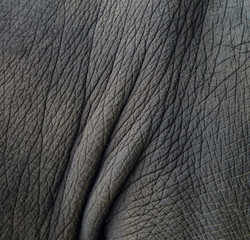 Skin texture of elephant.