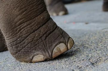 Papier Peint photo Nature Foot of elephant.