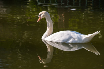 White swan on the pond.