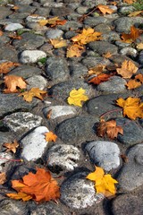 Autumn leaves on stone'spath