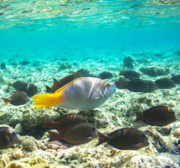 Obraz na płótnie Canvas Coral fish