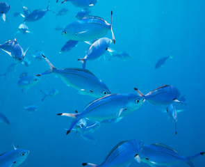 Coral fish