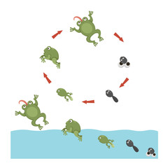 Life cycle of Frog