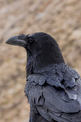 Raven