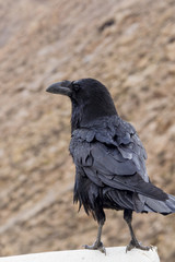 Raven