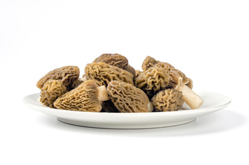 Ptychoverpa bohemica