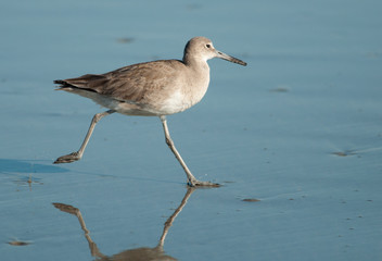 Willet Scampering Across Beach