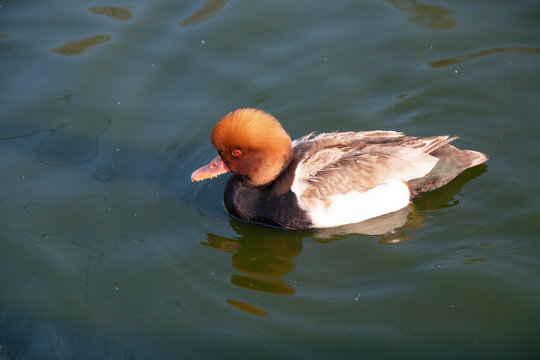 Canard nette rousse -Netta rufina - en promenade sur l'étang