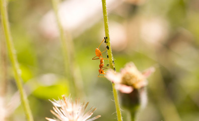 Ant life.