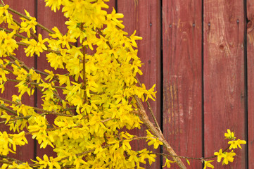 Forsythia in full bloom
