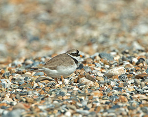 Ringed Plover