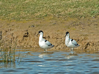 Pied Avocets