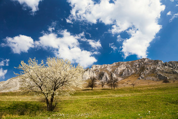 Spring tree under the mountains