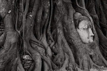 The head of Buddha with tree Roots