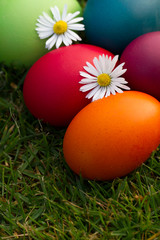 easter eggs in the grass with daisies