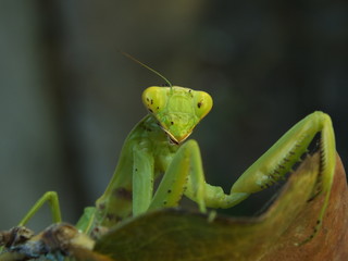 mantis
