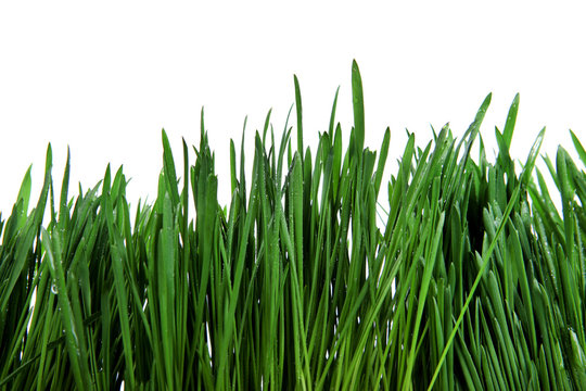 Fresh Grass Isolated