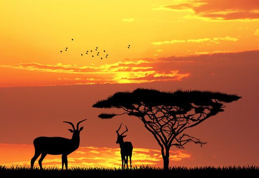 gazzelle in African landscape
