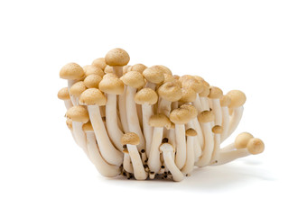 Buna Shimeji mushroom