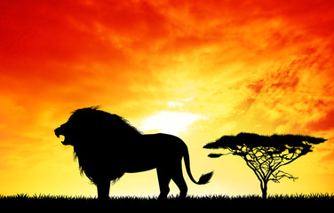 Fototapeta na wymiar Lion in African landscape