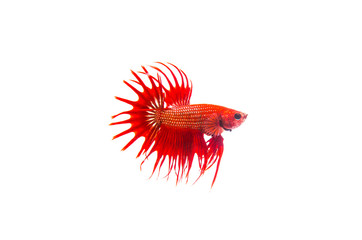 Siamese fighting fish