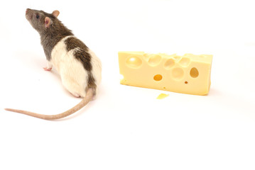 Nice rat like a delicious cheese