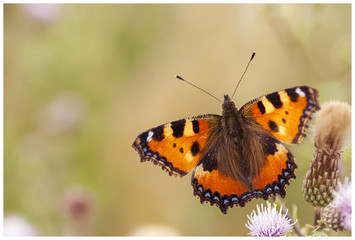 Schmetterling