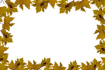 Autumn leaves frame