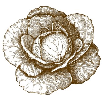 engraving cabbage on white background