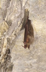 Bat in the cave