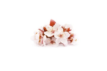 Apricot flower isolated on the white background