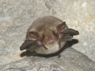 Greater mouse-eared bat ( Myotis myotis)
