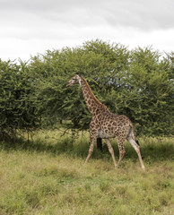 walking giraffe in south africa